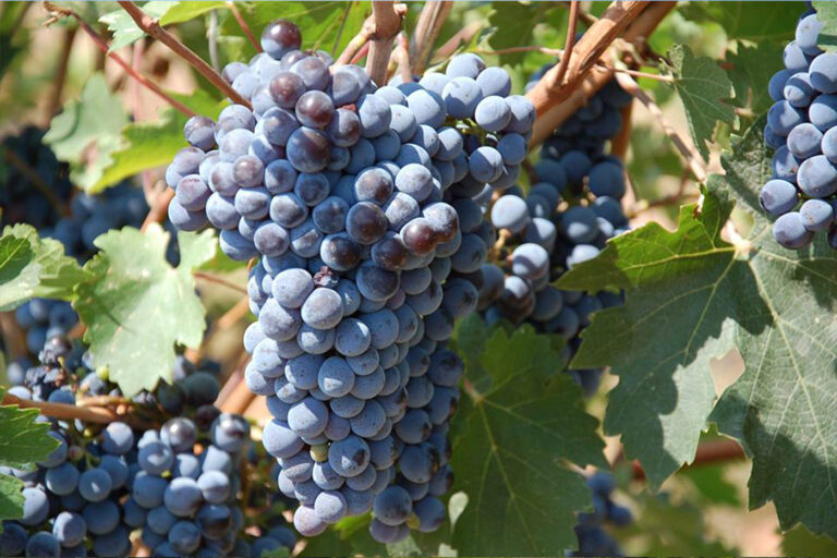 Olive Oil & Wine Tour With Tasting Agriturismo Magna Grecia
